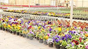 Bushes of fresh aromatic pansies in pots in rows at greenhouse farm