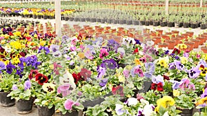 Bushes of fresh aromatic pansies in pots in rows at greenhouse farm