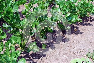 Bushes of fresh green parsley