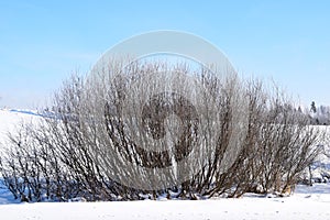 Bushes on a frosty winter day.