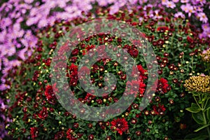 Bushes of garden flowers grow in a flowerbed with a fluffy bush. Autumn beautiful background. Natural texture