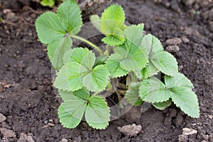 Bushes of garden strawberry outdoors closeup growing in the orchard on chernozem.