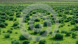 Bushes on grassland