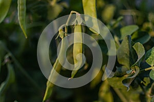bushes of green peas with pods with green stems growing in light of sun in vegetable garden