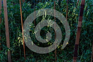 Bushes of green peas with pods with green stems with sticks growing in light of sun