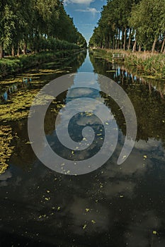 Bushes and grove along canal with sky reflected on water, in the late afternoon and blue sky, near Damme.