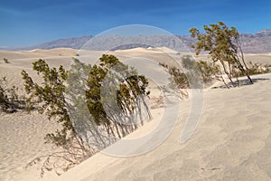 Bushes Growing in the Mesquite Flat Sand Dunes