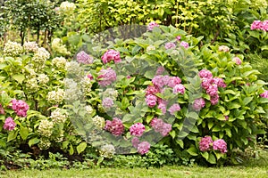 The bushes of hydrangea are abundant. White and pink. Decor of the park area. The beginning of the autumn season