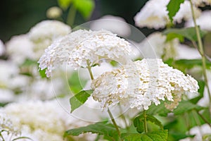 Bushes of Hydrangea arborescens flower in the garden, White hortensia in park close up