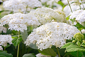 Bushes of Hydrangea arborescens flower in the garden, White hortensia in park close up