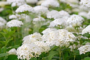 Bushes of Hydrangea arborescens flower in the garden, White hortensia in park close up