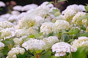 Bushes of Hydrangea arborescens flower in the garden, White hortensia in park close up