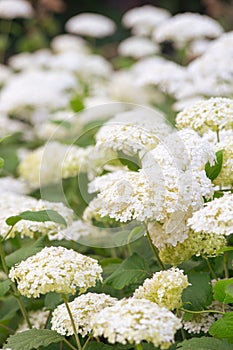 Bushes of Hydrangea arborescens flower in the garden, White hortensia in park close up