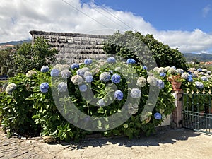 Bushes of large hydrangeas in the background of the Santana traditional house\'s roof