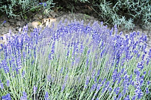 Bushes of lavender field