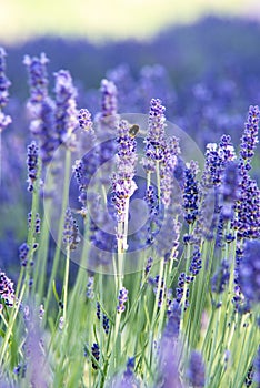 Bushes of lavender field