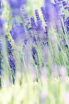 Bushes of lavender field