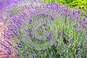 Bushes of lavender flowers in the garden, landscape design.
