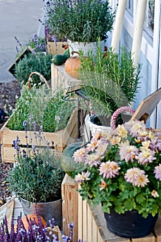Bushes of lavender, heather, rosemary and chrysanthemums in pots.