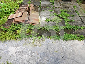 bushes live between the paving blocks