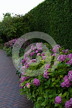 Bushes of lushly blooming pink hydrangea