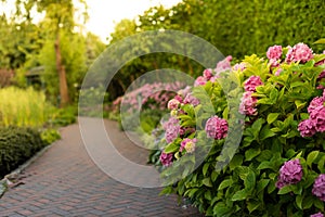 Bushes of lushly blooming pink hydrangea