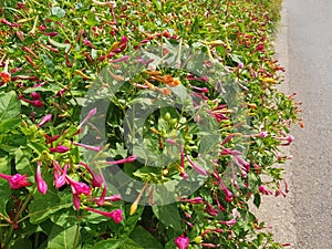 Bushes of multicolored mirabilis flowers photo