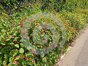 Bushes of multicolored mirabilis flowers photo