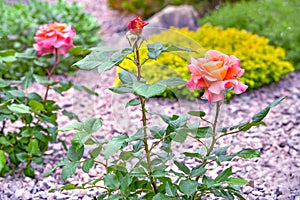 Bushes of an orange and pink rose on blurry background with various bright decorative plants.Selective focus.Ð¡oncept of landscape