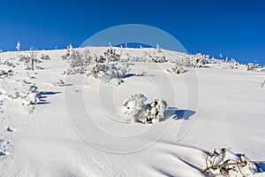 Bushes and other vegetation covered by a thick layer of snow on the slope.