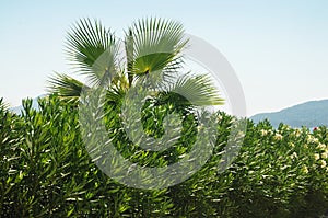 Bushes with palm tree against mountains with sky