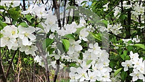 The bushes in the park bloomed with beautiful white flowers