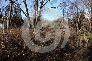 Bushes in a park