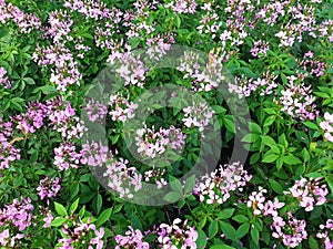 Bushes with pink cleome flowers .