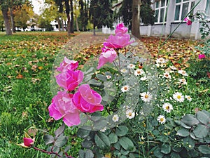 Bushes of pink roses in the garden. Gardening, plants for landscape design. Autumn decoration of the garden, garden plot