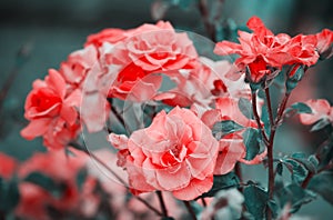 Bushes of pink roses on natural background