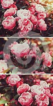 Bushes pink tea rose in a vintage film effect with toning.