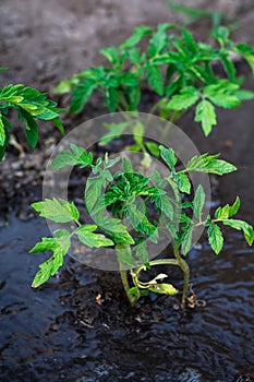 Bushes planted tomato prepayment running water