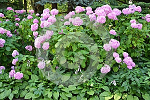 Bushes of plentifully blossoming hydrangea Hydrangea L. in the park