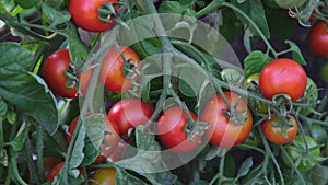 Bushes with red beautiful ripe and ripening tomatoes close-up. Organic food and Detox diet, healthy nutrition. Farm, organic harve