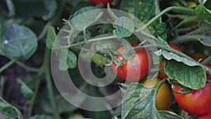 Bushes with red beautiful ripe and ripening tomatoes close-up. Organic food and Detox diet, healthy nutrition. Farm, organic harve