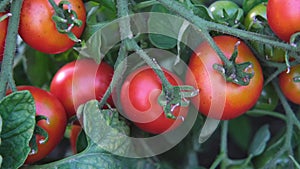 Bushes with red beautiful ripe and ripening tomatoes close-up. Organic food and Detox diet, healthy nutrition. Farm, organic harve