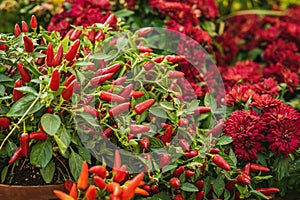 Bushes of red Capsicum Annuum Peppers, Chili Peppers Plant and autumn flowers, bright colorful background