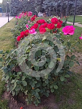 Bushes of red and pink roses in the park