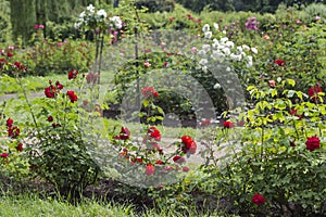 Bushes of red and white roses in the garden