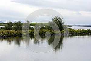 Bushes reflectin in still water of Myvatn lake, Iceland