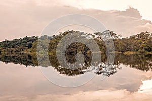 Bushes Reflecting On The River, Amazonian Jungle