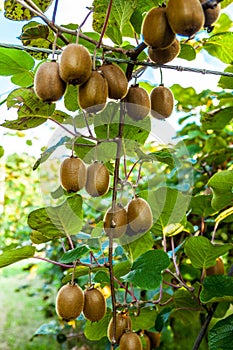 Bushes with ripe kiwi large fruits. Italy agritourism