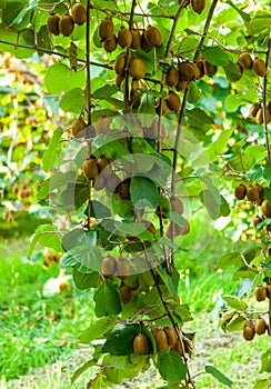 Bushes with ripe kiwi large fruits. Italy agritourism