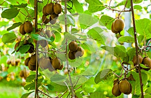 Bushes with ripe kiwi large fruits. Italy agritourism